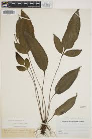 Image result for Asplenium inaequilaterale