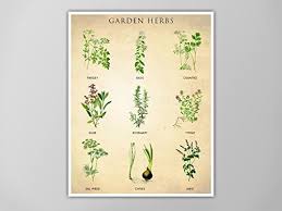 Amazon Com Garden Herbs Chart Kitchen Print Art For