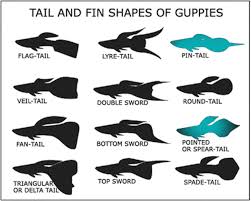 Cross Guppy Chart Google Search Guppy Fish Guppy Swordtail Fish