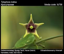 Image result for Vincetoxicum conspicuum