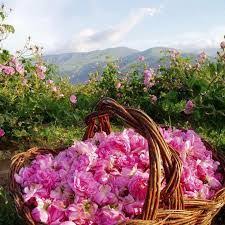 Kılıçdaroğlu, partisinin tbmm grup toplantısı'ndaki. Isparta Gulu Bulgaria Bulgarian Rose Rose