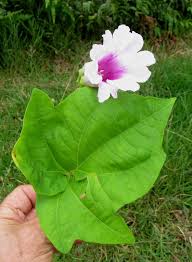 Image result for Ipomoea mauritiana