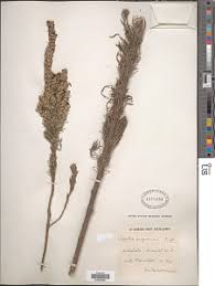 Image result for Sopubia ramosa