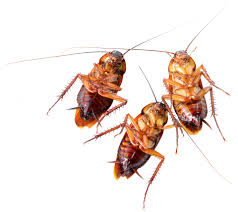 Think all pest solutions for pest control in plano. Houston Tx Pest Control Ecoguardian Pest Control