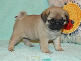 Maybe you would like to learn more about one of these? Pug Puppies For Sale Cute Face Pugs For Sale