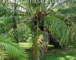 Image of Elaeis oleifera tree