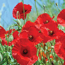 Image result for Poppy Red 1999 AAV