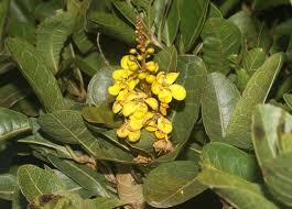 Image result for Acridocarpus chloropterus