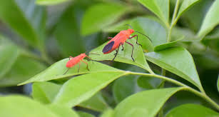 Do boxelder bugs eat garden plants. Maple Bugs Aka Boxelder Beetles Gardening At Usask College Of Agriculture And Bioresources University Of Saskatchewan