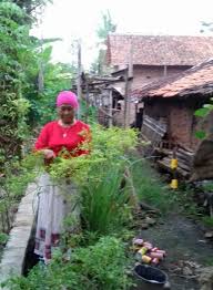 Dilansir dari boldsky, selasa, (17/11/2020), berikut beberapa tanaman sayur yang bisa ditanam dengan mudah dalam waktu satu bulan. Desa Kalensari Ubah Pekarangan Rumah Jadi Sumber Pangan Villagerspost Com
