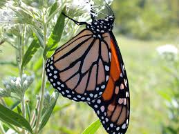 Monarch butterflies are a becoming a less common sight throughout north america. Pesticides Found In Monarchs Milkweed Near Farm Fields Purdue University News