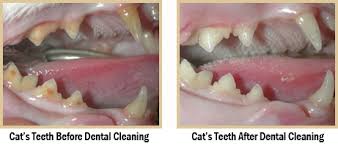 Start regular exams, cleanings and brushing early in the dog's life. Hicksville Pet Dentists Pet Dental Care Dog Cat Teeth Cleaning