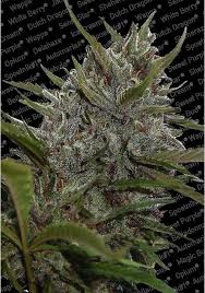Home/seed bank reviews/green house seeds review. White Berry Auto By Greenhouse Seeds Feminized Seeds