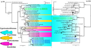Ancient versus recent patterns in freshwater . Two New Species Of Gyrodactylus Von Nordmann 1832 Parasitizing Cnesterodon Decemmaculatus Poeciliidae From The Southern Limit Of The Family In The Neotropical Region Springerlink