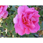 Rosa Double Delight - , the free encyclopedia