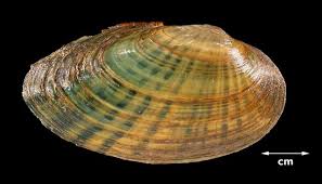 Image result for Landolphia villosa