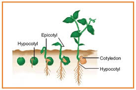 Perkecambahan epigeal terjadi pada biji bunga matahari, kedelai, dan kacang panjang. Biologyforeduscience Pertumbuhan Epigeal Dan Hipogeal