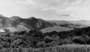 Image result for Agrocharis pedunculata