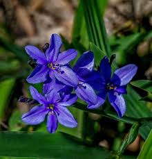 Image result for Fuirena ecklonii