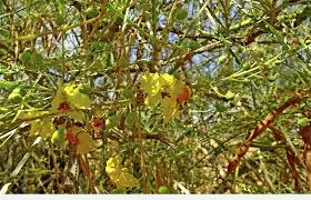 Image result for Parkinsonia africana