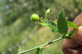 Image result for Hibiscus micranthus