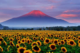 Sunflower And Red Fuji Mount Fuji Sunflower Sunset Sunflower Fields