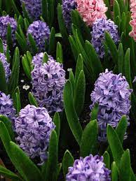 For those of us in temperate regions, the fragrances of early blooming shrubs and flowers are an eagerly awaited reward for. Fragrant Flowers 10 Perennial Plants With The Most Beautiful Scent Gardening From House To Home Fragrant Flowers Fragrant Plant Flowers Perennials
