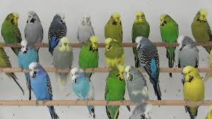 How Yellow And Green Makes Blue Budgies Scimex