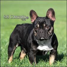 Black And Tan Frenchie Black And Tan Blue Carrier Stud Frenchbulldogblack French Bulldog Stud French Bulldog Bulldog