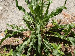Image result for Rumex crispus
