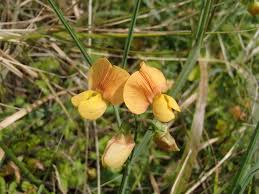 Image result for Lathyrus
