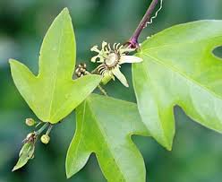 Image result for Passiflora suberosa