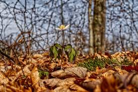 Zum beispiel beginnt der frühling in deutschland für tiere und pflanzen immer früher. Wetter Fruhling Wie Wird Das Wetter Im Fruhling