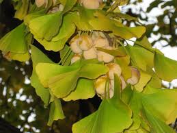 Brighterblooms.com has been visited by 10k+ users in the past month Fan Shaped Leaves And Fruit That Stinks Silive Com