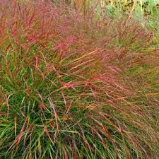 Image result for Panicum pansum