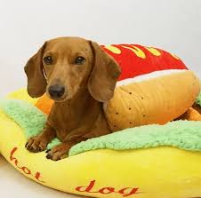 Looking for a dachshund bed? Celebrate National Hot Dog Day With These Adorable Dachshunds Dressed Like Wieners I Can Has Cheezburger