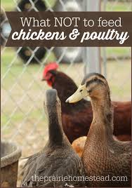 Owing to the relative ease and low cost of raising them in comparison to animals such as cattle or hogs. What Not To Feed Chickens The Prairie Homestead