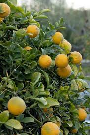 Image result for Citrus trifoliata