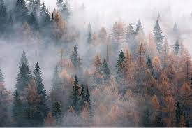 Use them as wallpapers for your mobile or desktop screens. Minimalism On Twitter In 2021 Tree Desktop Wallpaper Computer Wallpaper Desktop Wallpapers Desktop Wallpaper Fall