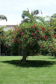 Image result for Erythrina livingstoniana