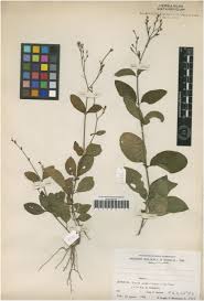 Image result for Rytigynia sp. M