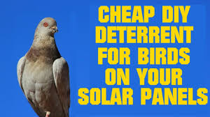 It's fairly easy and inexpensive to keep your panels protected. Cheap Diy Pigeon Deterrent For Solar Panels Youtube