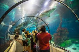 Why Can T Captive Breeding Of Saltwater Aquarium Fish Catch On Pbs Newshour Weekend
