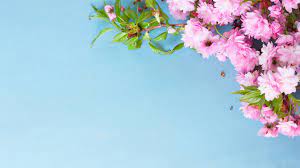 おしゃれな花などの春の壁紙特集！フリーのPC・スマホ用高画質画像まとめ