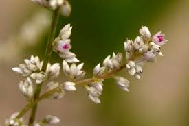 Image result for Celosia trigyna