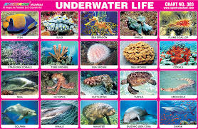 Spectrum Educational Charts Chart 303 Underwater Life