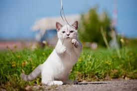 playful-cats