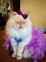 Pin By Ayse Bostancioglu On Cats Cute Cats And Kittens Crazy Cats Animal Fashion