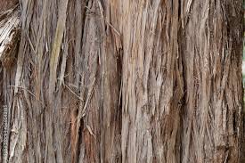 Image result for Juniperus procera