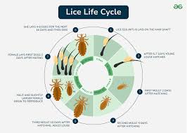 Image result for lice life cycle